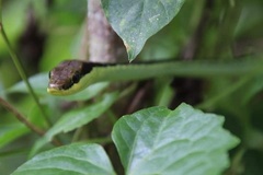 Dendrelaphis marenae