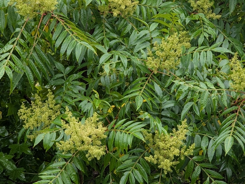 shining sumac