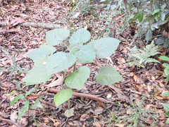 Dendrocnide moroides