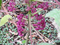 Dendrocnide moroides