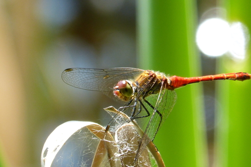 Ruddy Darter