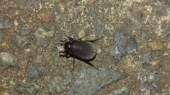 Maladera holosericea