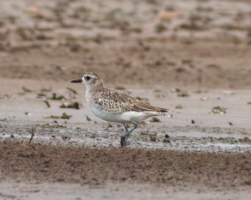 iNaturalist image