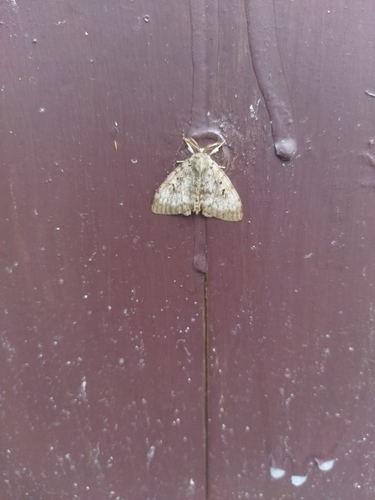 Spongy Moth