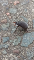 Maladera holosericea