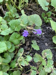 Glechoma hederacea