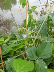 Leptotes cassius cassius