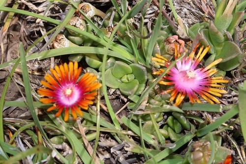 Image of Delosperma dyeri by (c) Brian du Preez, some rights reserved (CC BY-SA)