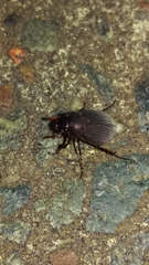 Maladera holosericea