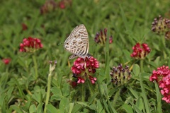 Trifolium africanum africanum