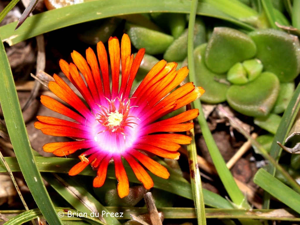 Delosperma dyeri