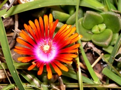 Delosperma dyeri, photograph (c) Brian du Preez, some rights reserved (CC BY-SA)