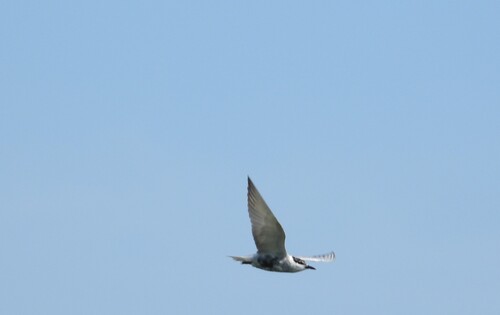 iNaturalist: (c) garlice99, some rights reserved (CC BY-NC), uploaded by garlice99 iNaturalist image