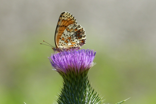 Knapweed Fritillary
