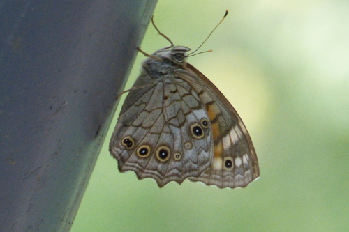 Lattice brown