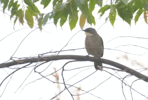 Pale-throated Greenbul