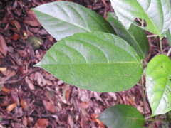 Dendrocnide photiniiphylla