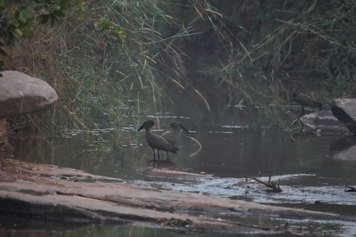 iNaturalist image