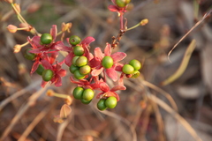 Ochna leptoclada