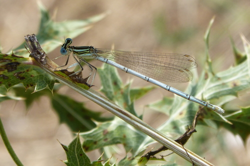 Blue Featherleg