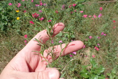 Lepidium austrinum