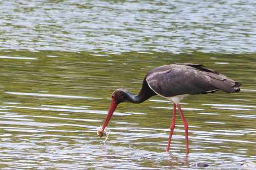 Black Stork
