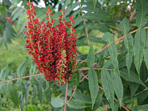smooth sumac
