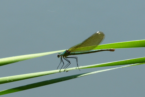 Banded Demoiselle