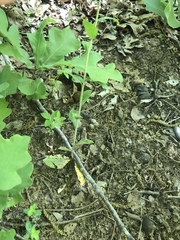Borodinia canadensis