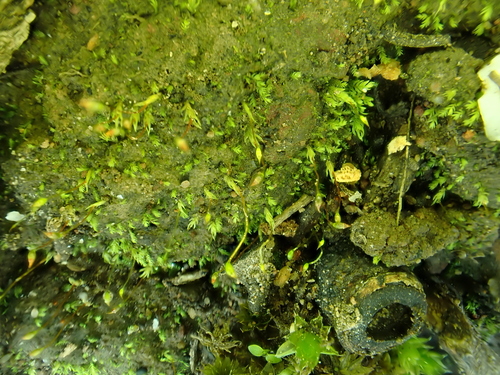 Fissidens taylorii observed 2026-06-27