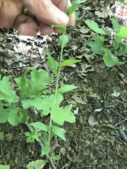 Borodinia canadensis