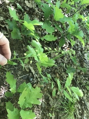 Borodinia canadensis
