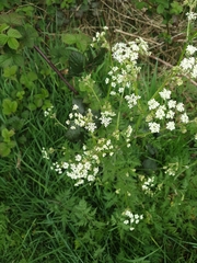 Anthriscus sylvestris