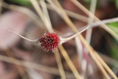 Spermacoce dibrachiata