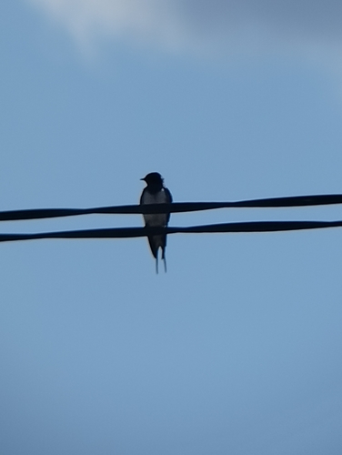 Barn Swallow