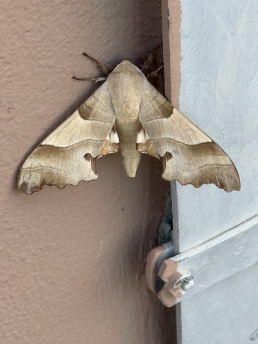 Oak Hawkmoth