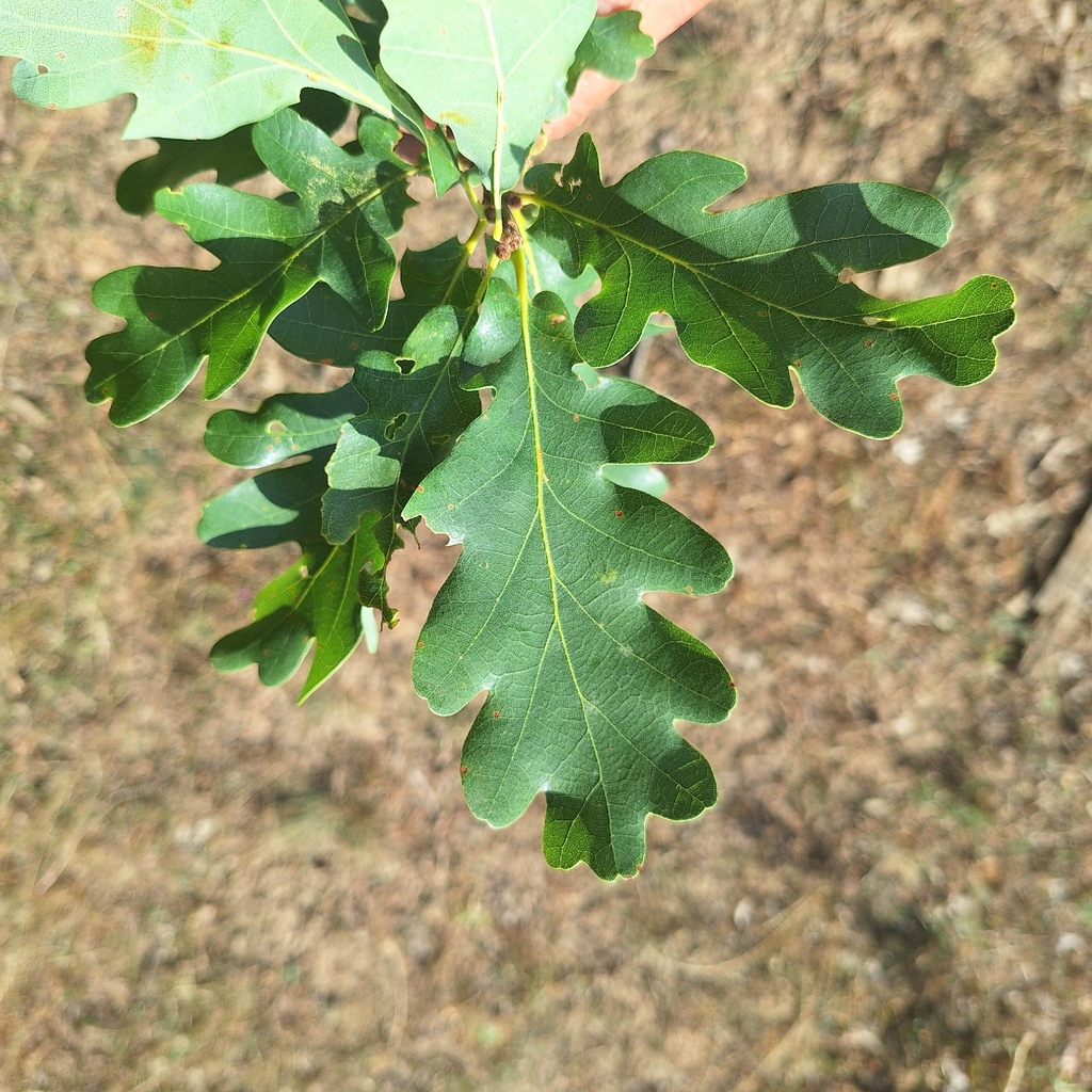 Quercus × pseudodalechampii