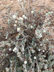 Euploca confertifolia