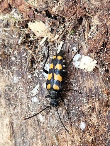 four-banded longhorn beetle