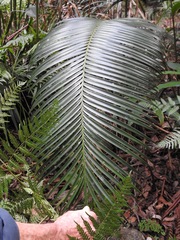 Lepidozamia peroffskyana