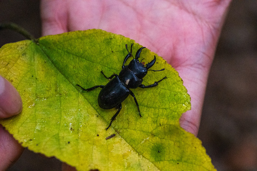Serrognathus consentaneus