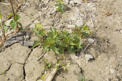 Eupatorium cannabinum