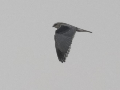 Black-winged Kite