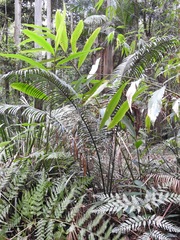 Lepidozamia peroffskyana