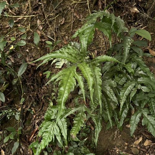 Tectaria subtriphylla observed 2026-07-23