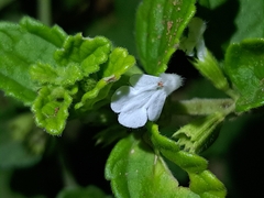 Leucas chinensis, photograph (c) vrxz, some rights reserved (CC BY-SA)