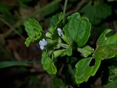 Leucas chinensis, photograph (c) vrxz, some rights reserved (CC BY-SA)