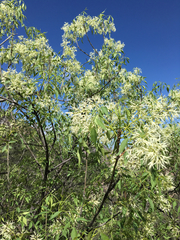 Fraxinus cuspidata