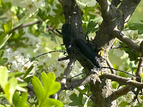 Capricorn beetle