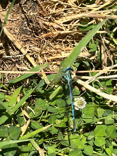 Blue Featherleg